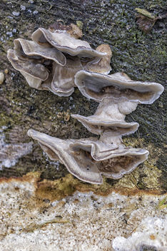 Stand for the fairies - Kostenloses image #324481